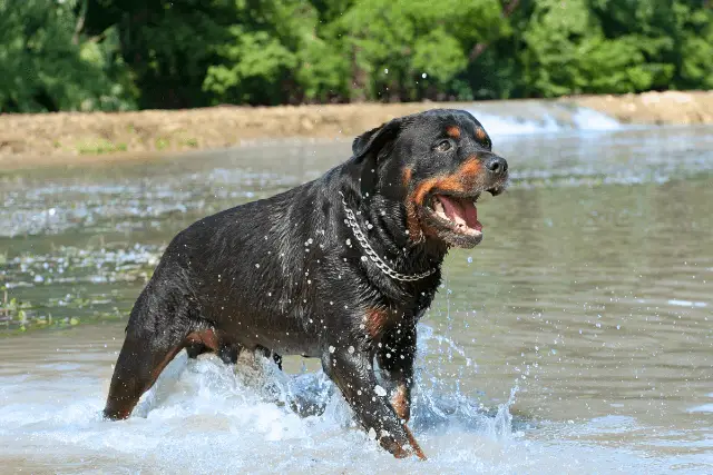 Rottweiler