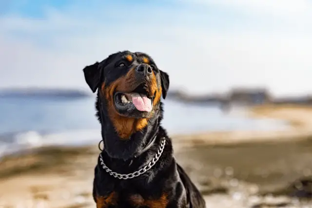 Rottweiler