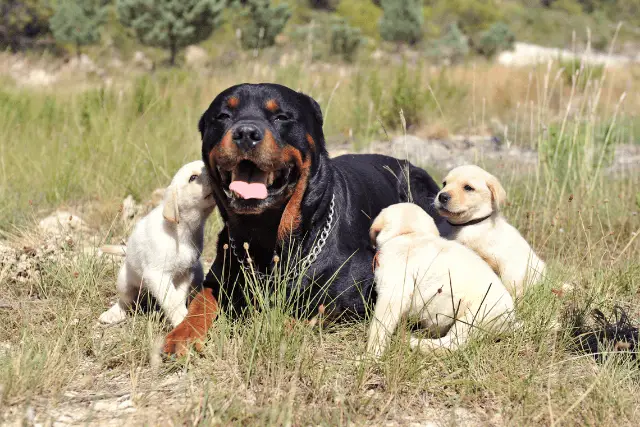 Rottweiler and dogs