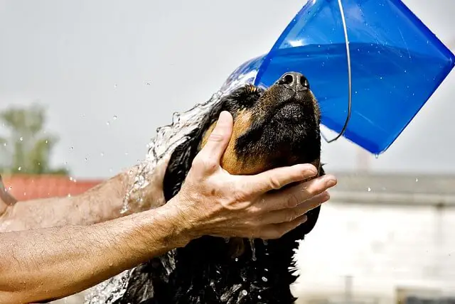 rottweiler bath