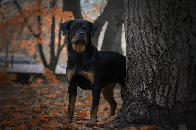 rottweiler behind a tree