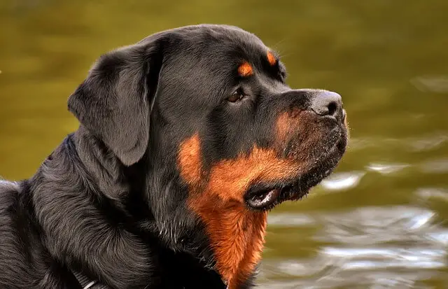 rottweiler by water