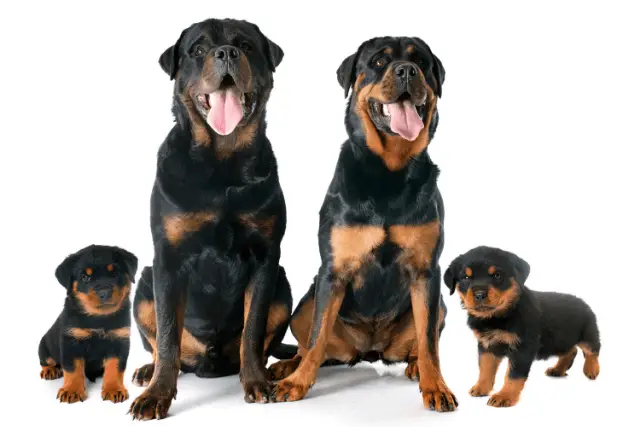 Rottweiler family