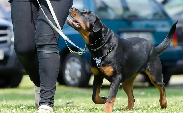 rottweiler in training