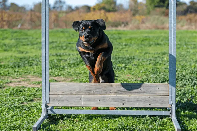 Rottweiler jumping