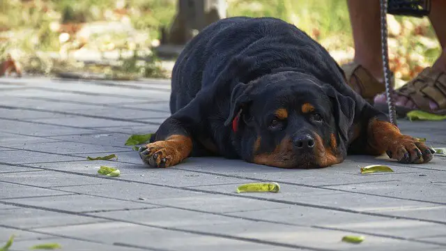 tendido de rottweiler