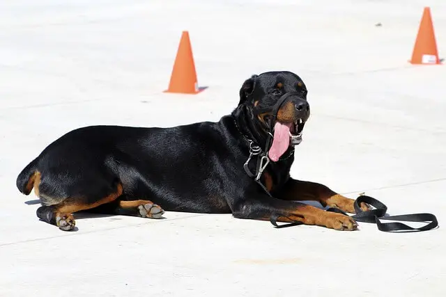 rottweiler laying on training