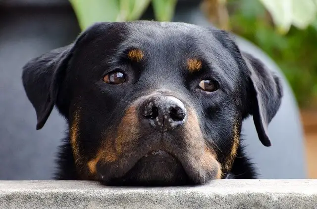 rottweiler leaning on wall