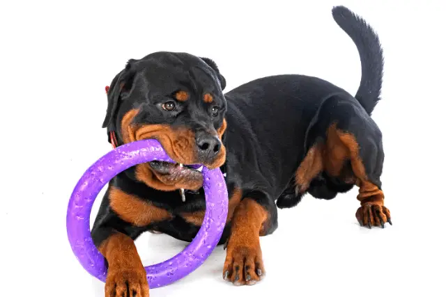 Rottweiler puppy