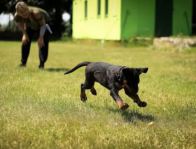 rottweiler puppy zoomies