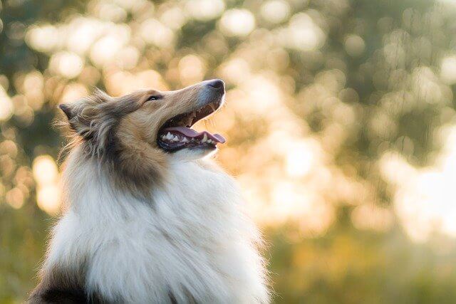 rough-collie