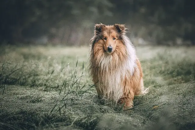 rough-collie