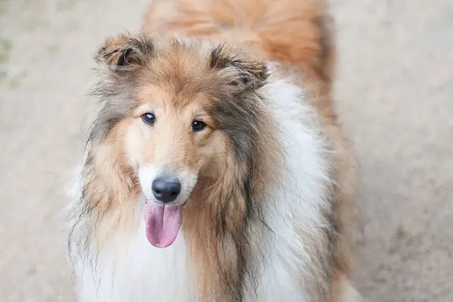 rough collie face