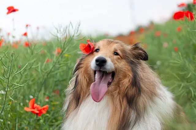 rough collie in meadow