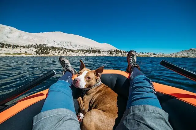 rowing with a dog