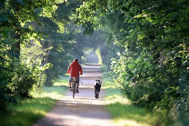 running dog next to bike