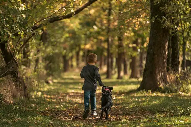 running with dogs