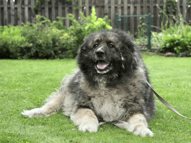 Caucasian Shepherd Dog