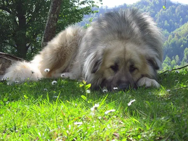 russian bear dog on grass