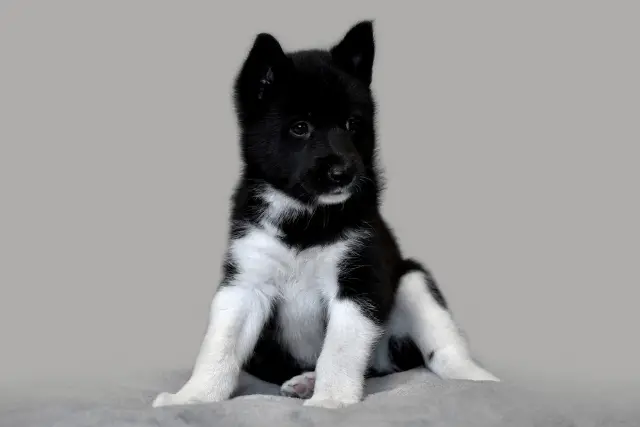 Russian-European Laika puppy