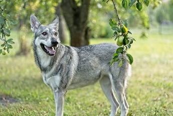 are saarloos wolfdogs friendly or dangerous to strangers