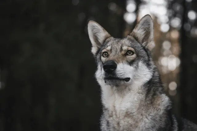 Saarloos Wolfdog