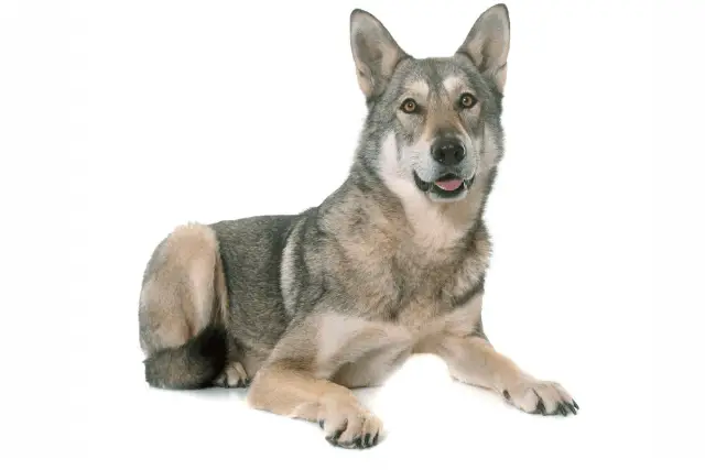 Saarloos Wolfdog