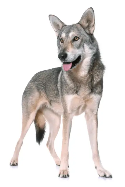 Saarloos Wolfdog