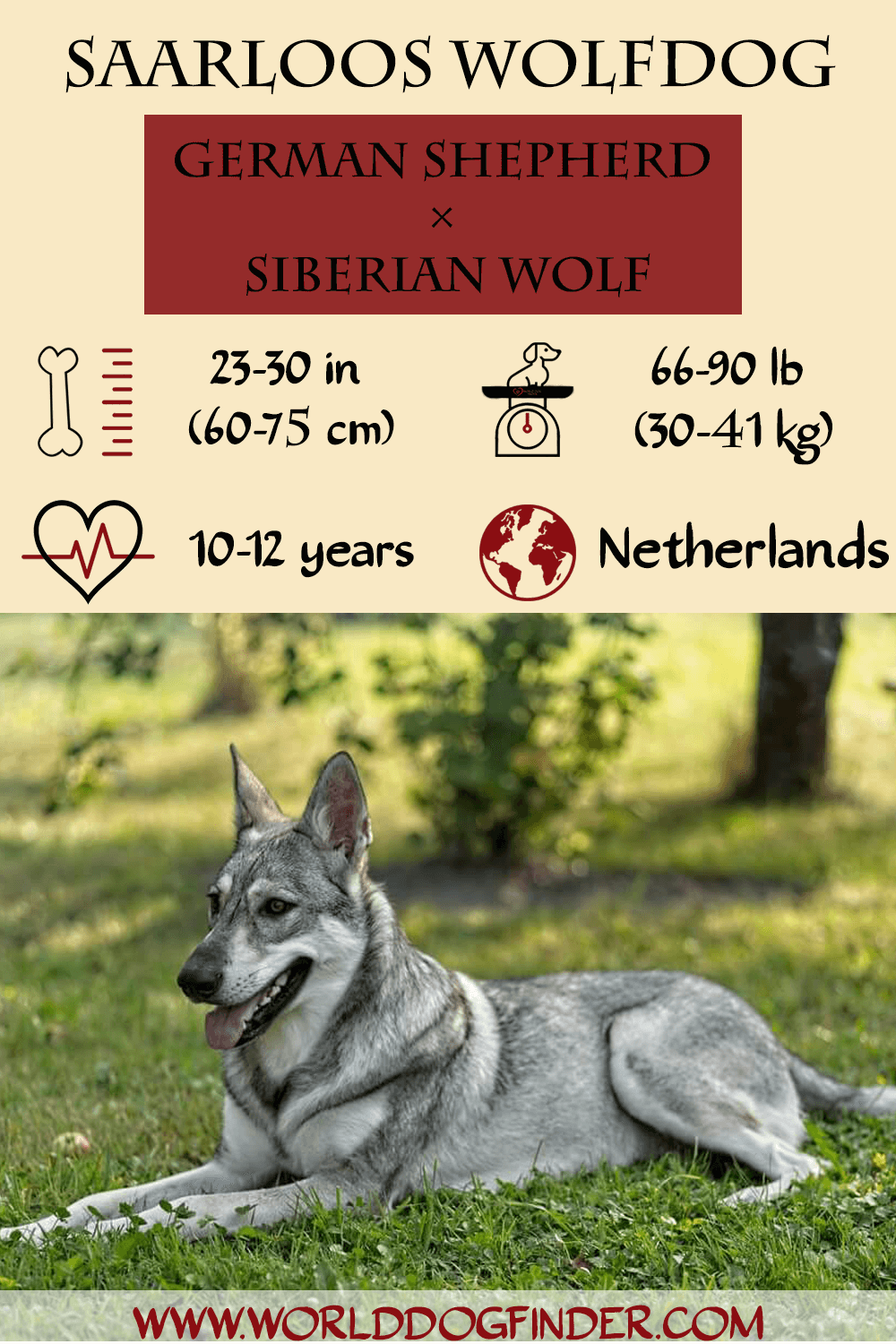 are saarloos wolfdogs friendly or dangerous to strangers