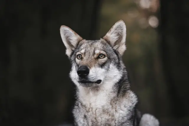 Saarloos Wolfdog