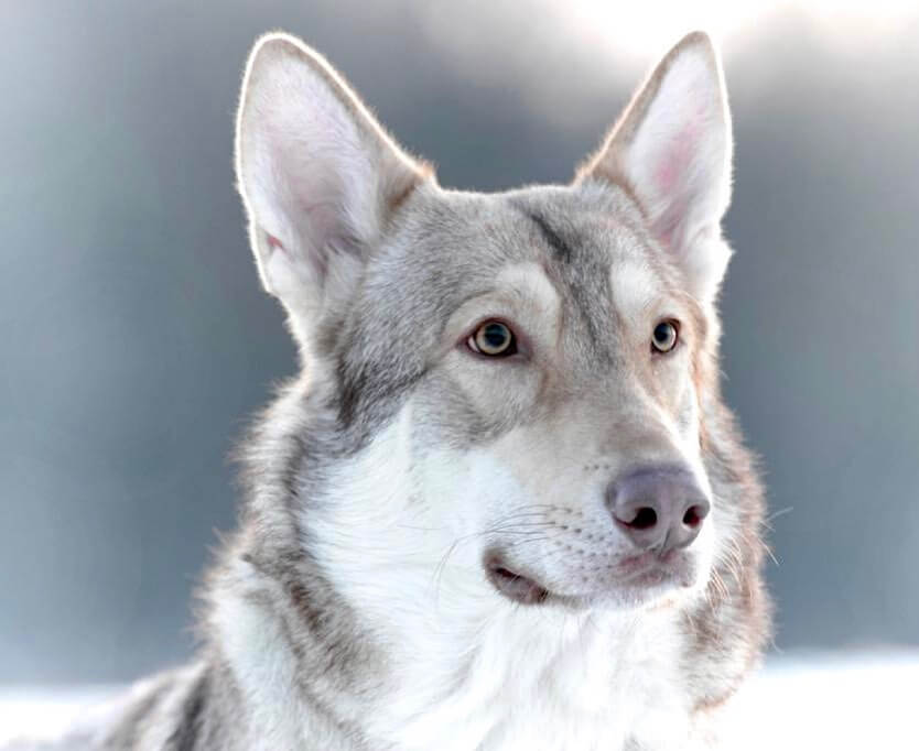 saarlos wolfdog