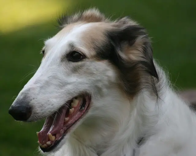 sable borzoi profile