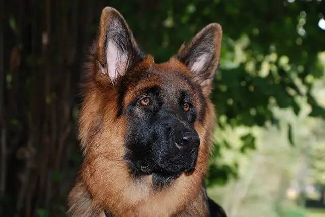 sable german shepherd longhaired