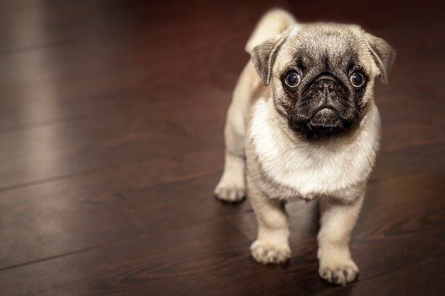 sable pug puppy