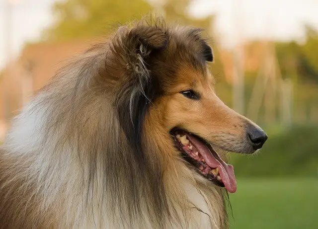 sable rough collie