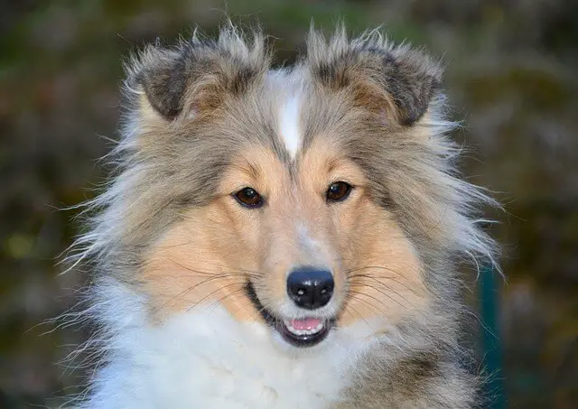 sable fur dog