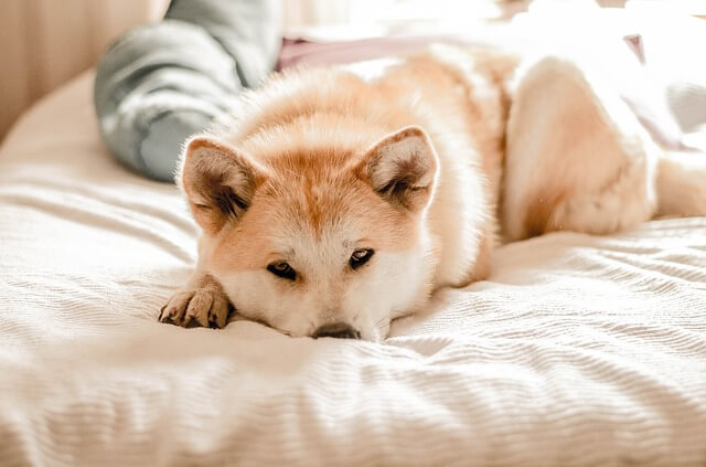 sad akita on bed