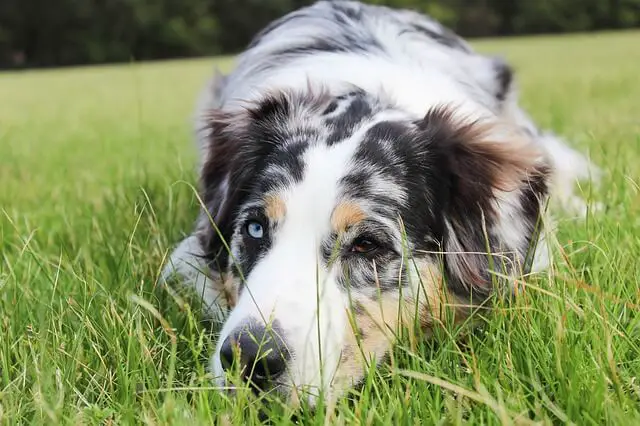 sad aussie shepherd