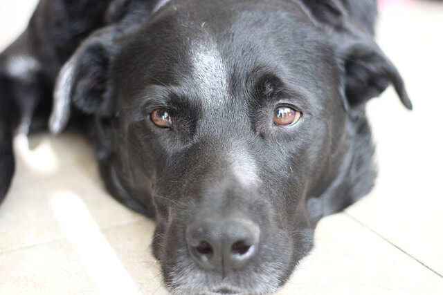 sad black lab