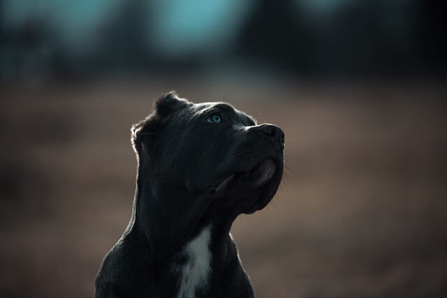 sad cane corso