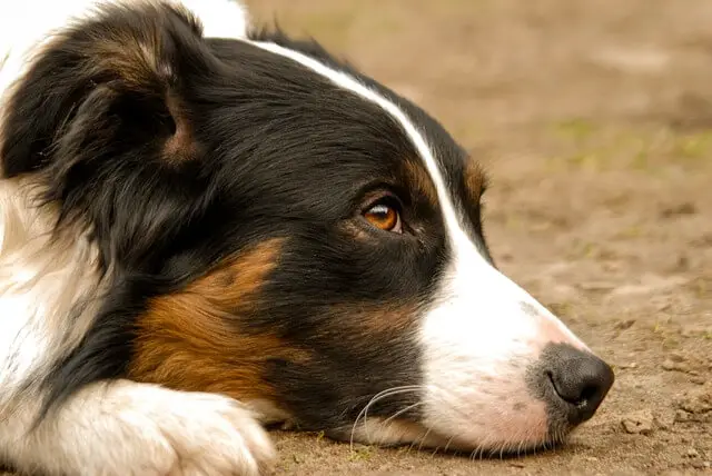 sad collie