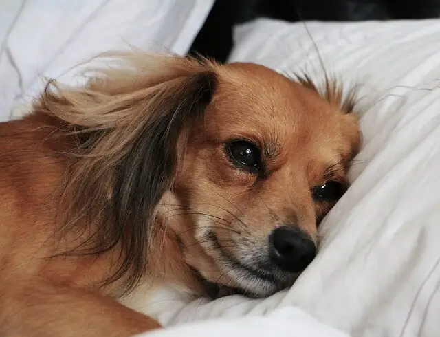 sad dog in bed