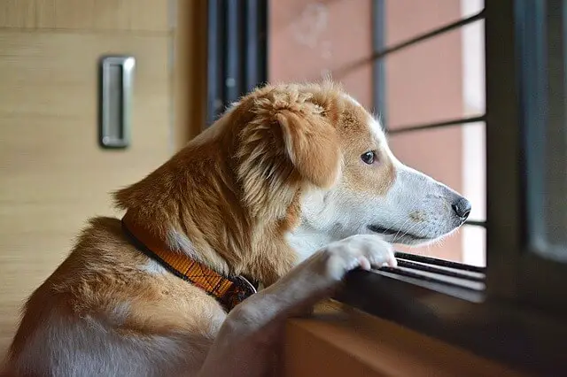 sad dog looking through window