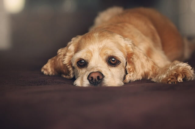 sad dog on bed