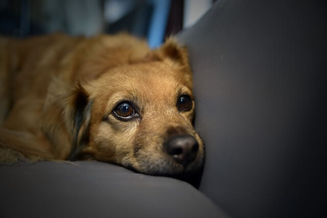 sad dog on couch