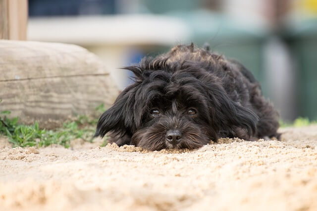 sad dog on the floor