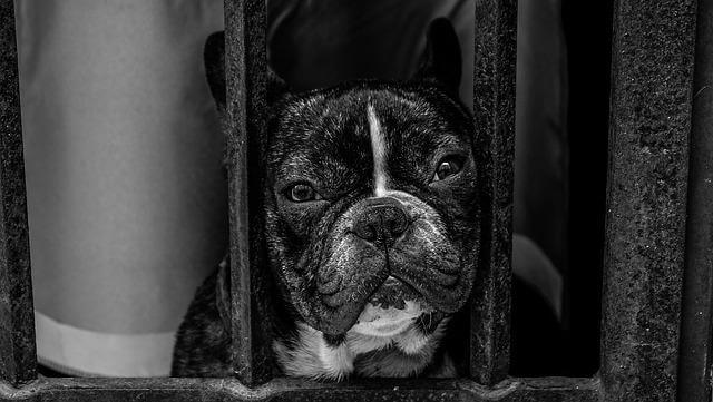 sad frenchie