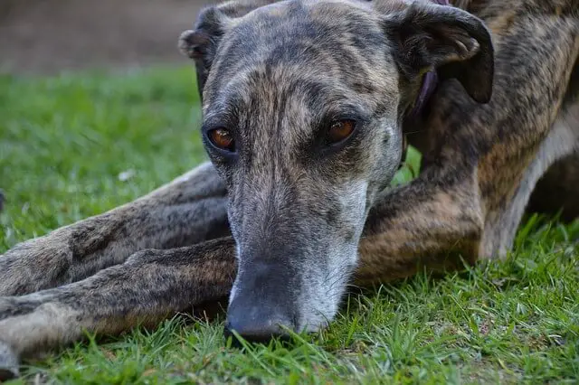 sad galgo dog