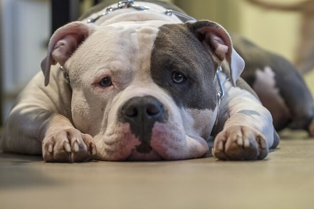 sad pittie on the floor