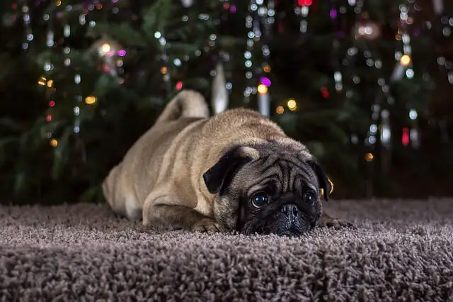 sad pug